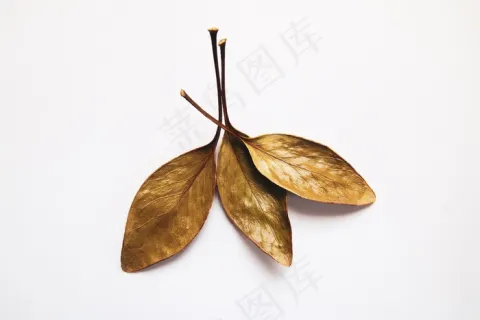 飞禽走兽游戏机手机版：飞禽走兽老虎机手机版下载